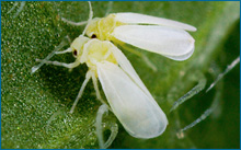 Sweet potato whiteflies