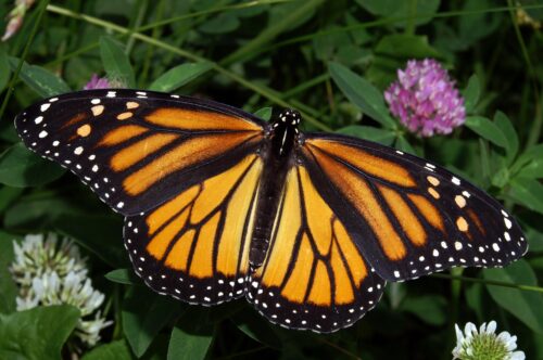 Photo of a monarch butterfly