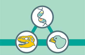 A graphical icon is pictured with 3 circles. The top circle includes a double helix, the bottom left circle has a silhouette of a t-rex skull; the bottom right circle has a line drawing of a bird's head. The circles are connected by dark solid bands.