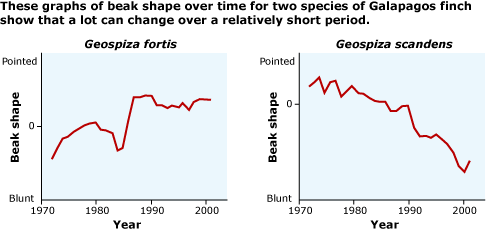 Two graphs showing the change in beak shape over time of two species of Galapagos finch. Left graph shows the Geospiza fortis. Over time (x-axis), its beak has gotten more pointed (y-axis). The right graph shows Geospiza scandens. Over time (x-axis), beak shape (y-axis) has gotten more blunt.