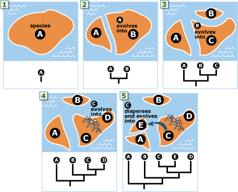 Series of species splits due to geological changes shown on map, supplemented by phylogenetic trees. 