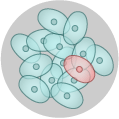 Illustration shows multiple blue cells and one red cell.