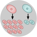 Illustration shows red cells multiply around 11 times, blue cells multiply about twice.