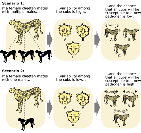 Illustration of two scenarios. Scenario 1 is where the female cheetah mates with multiple mates; variability among cubs is high and the chance that cubs will be susceptible to a new pathogen is low. Scenario 2 is when a female cheetah mates with one male; variability among the cubs is low and the chance that cubs will be susceptible to a new pathogen if high.