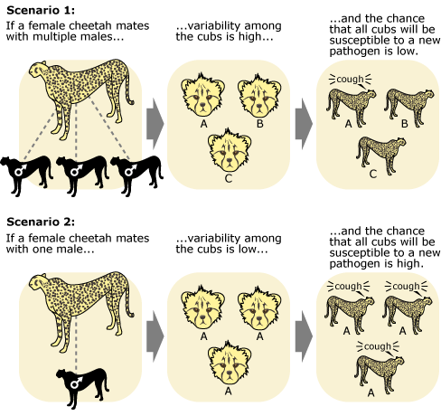 cheetah mutations