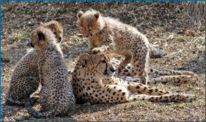 Cheetah cubs play around their mother, who lays down.