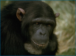 Photo of a chimpanzee, focused on its face.