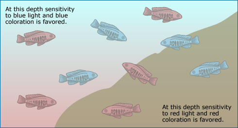 Illustration shows depths at which certain lights and colorations are favored. Lower depths are sensitive to red light and red coloration. Higher depths are sensitive to blue light and blue coloration. 