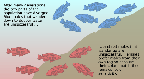Illustration shows how red and blue populations divereged after multiple generations. Females choose to mate with males in their own region because their colors match the females' color sensitivy. 
