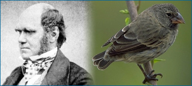 To the left, a black and white photo of Charles Darwin; To the right, a photo of a finch.