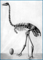 Black & white photo of an elephant bird skeleton and egg.