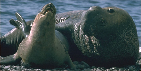 Female elephant seal (left), male elephant seal (right)