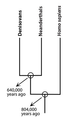 Evolutionary tree showing branching off of Denisovans, Neanderthals, and Homo sapiens. 