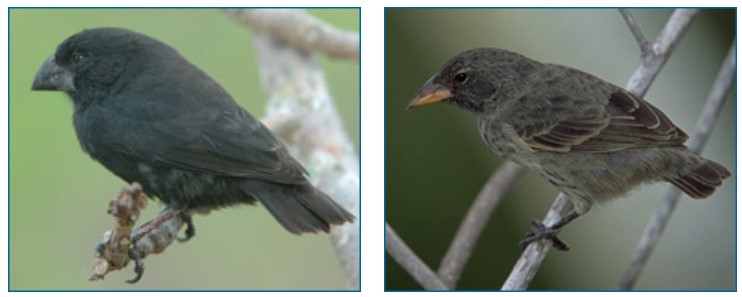 Geospiza magnirostris (left) with its robust beak and Geospiza scandens (right) with its more slender beak. 