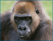 Photo of a gorilla. 