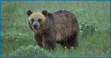 A grizzly bear stands in the middle of a grass field.