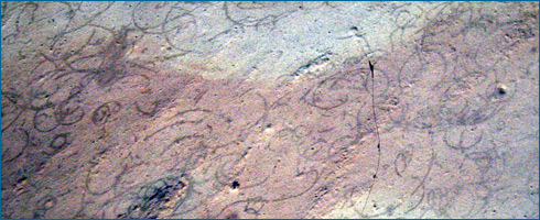 Rock showing fossilized Grypania spiralis.