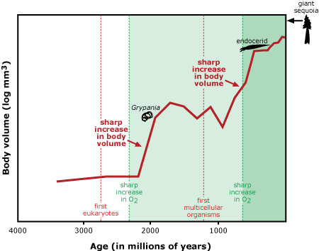 Graph showing increase in body size. Body volume (in log mm cubed) on y-axis, Age (in millions of years) on x-axis. Around 2300 million years ago, a sharp increase in oxygen resulted in sharp increase of body volume. 600 million years ago, a secon sharp increase in oxygen resulted in another sharp increase in body volume. 