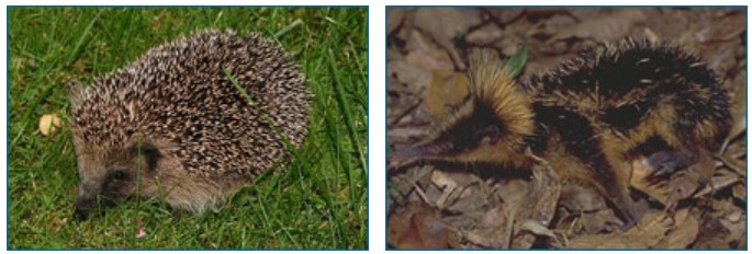 The hedgehog (left) and the tenrec (right) 