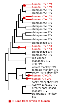 Evolutionary tree showing jump HIV's jump from human to simian. 