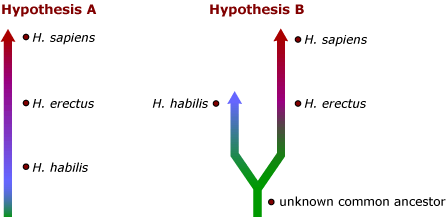 Illustration shows two hypothesis of H. sapiens evolution. Hypothesis A says H. sapiens evolved from H. erectus which evolved from H. habilis. Hypothesis B states H. sapiens evolved from H. erectus. H. habilis and H. erectus share an unknown common ancestor. 