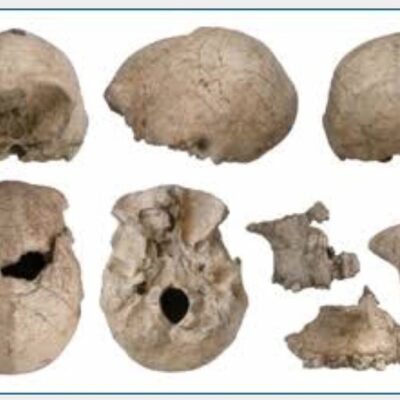 Several angles of a homo habilis skull.