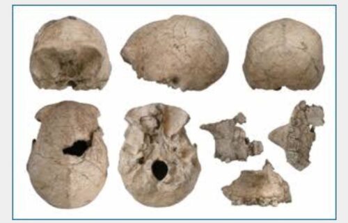 top row and first two in the bottom row are different views of a fossil being designated as H. erectus. The three fragments on the bottom right are being designated as H. habilis.