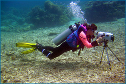 A woman in scuba gear takes photos of octopuses with an underwater camera.