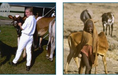 Left, two people in a white uniforms stand next to cows in front of a barn. Right, two children from the Maasai tribe in Africa stand in front of cows.