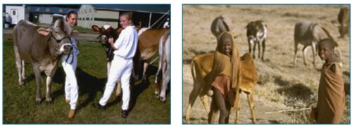 Left, two people in a white uniforms stand next to cows in front of a barn. Right, two children from the Maasai tribe in Africa stand in front of cows. 