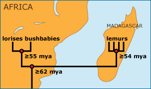 Map of Madagascar off the coast of Africa with phylogenetic tree superimposed showing splits of lorises, bushbabies, and lemurs. 