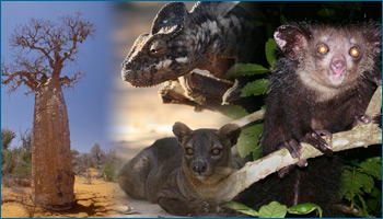 Clockwise from the top: A chameleon, an aye aye, a fossa and a baobab.