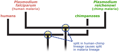 Evolutionary tree which hypothesizes that the split in the human-chimp lineage causes a split in the malaria lineage as well. 