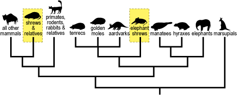Phylogeny showing that elephant shrews and other shrews & relatives are in different clades and not as closely related as once believed.