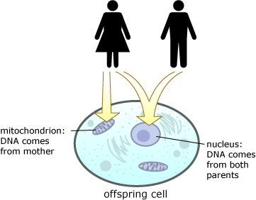 Illustration showing mitochondrial DNA comes from mother, nuclear DNA from both parents.