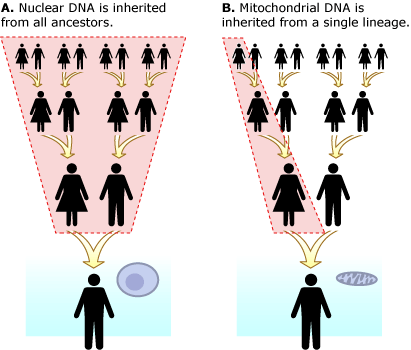 Illustration shows nuclear DNA is inherited from all ancestors, mitochondrial DNA is inherited from a single lineage.