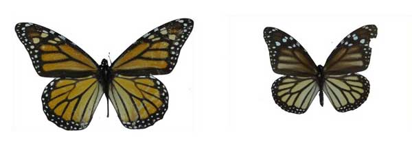 At left, migratory monarch collected in San Francisco, California. At right, a much smaller nonmigratory monarch collected in Valle de Cauca, Colombia. Illustration adapted from Freedman et al. (2020).