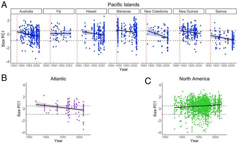 Monarchs collected from the Pacific Islands (A) and the eastern Atlantic (B) had smaller wings over time, while North American monarchs (C) show the opposite trend. On these graphs, the y-axis represents a combined metric representing wing size. Image adapted from Freedman et al. (2020).