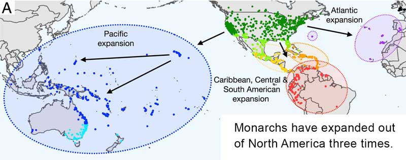 Map showing where monarch specimens in this study were collected. Green dots represent the migratory North American population. Blue, purple, yellow, red, and orange dots represent nonmigratory populations. Light blue and light green dots indicate specimens with an uncertain migratory status. Arrows show major monarch expansions out of North America. Image adapted from Freedman et al. (2020).