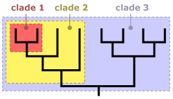 Illustration showing what clades look like. 