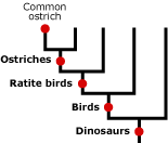 Evolutionary tree showing evolution of the common ostrich.