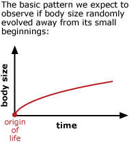 Graph with body size as y-axis, time as x-axis, and origin of life plotted at the origin. As time increase, so does body size. This is the basic pattern we expect to observe if body size randomly evolved away from its small beginnings. 