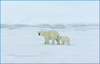 Polar bear and its cub walk on a snowy plane.