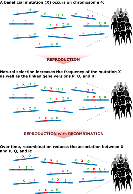 Image that shows, first, a beneficial mutation (X) that occurs on chromosome 4. Reproduction and natural selection increases frequency of mutation X as well as linked gene versions P, Q, and R. Over time, recombination reduces the association between X and P, Q, and R.