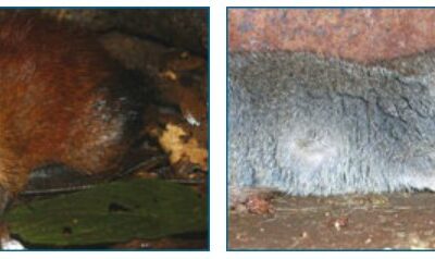 Newly discovered shrew, Rhynchocyon udzungwensis (left) and shrew (right). Newly discovered shrew has hair that is more brown or orange than the grey-haired shrew on the right.
