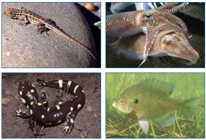 Clockwise from top left: side-blotch lizard, cuttlefish. bluegill sunfish, and salamander. 
