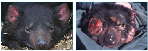 A healthy Tasmanian devil (left) and a devil afflicted with DFTD (right). The Tasmanian devil on the right has lesions and tumorous masses on its face.