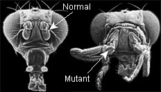 Black and white image shows two fruit fly heads. The left head is normal, the right head has a gene mutation with legs where antennae usually are. 