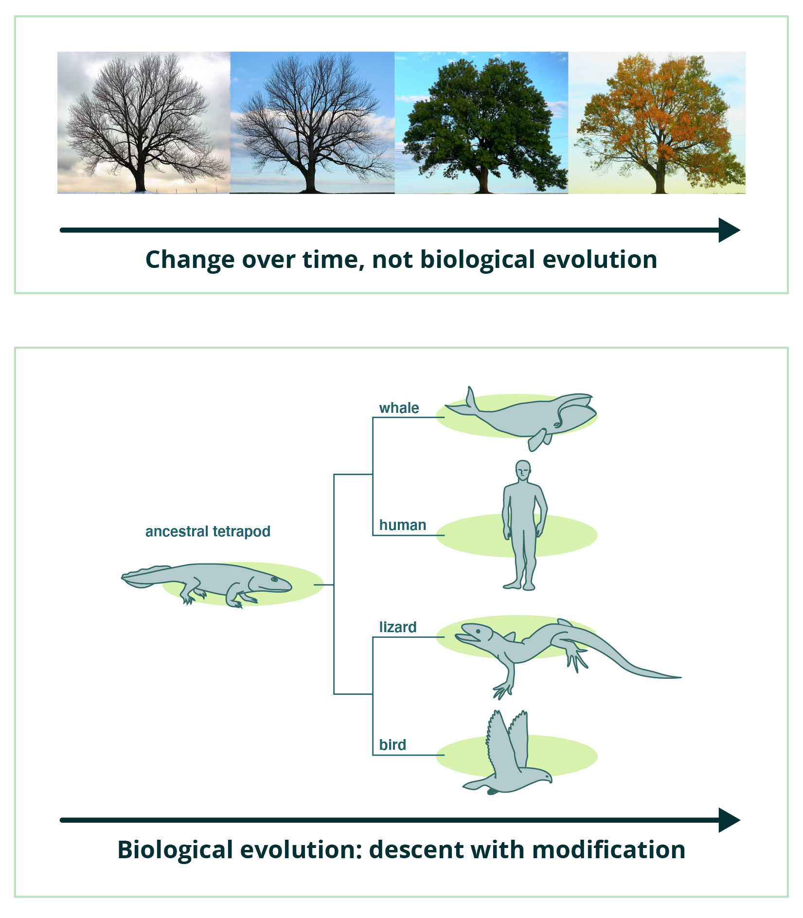 Above, a series of photos of the same tree throughout the four seasons, showing change over time. The tree on the left is barren (winter), left-middle is spring, right-middle is summer, and right is autumn. Below is a phylogeny showing a whale, a human, a bird, and a lizard with their common ancestor, the ancestral tetrapod. It is titled biological evolution: descent with modification.