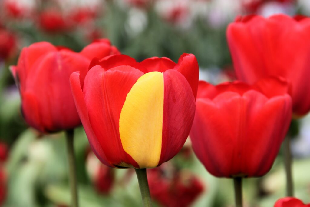 A tulip with one petal that is half solid red and half solid yellow. 